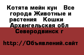 Котята мейн кун - Все города Животные и растения » Кошки   . Архангельская обл.,Северодвинск г.